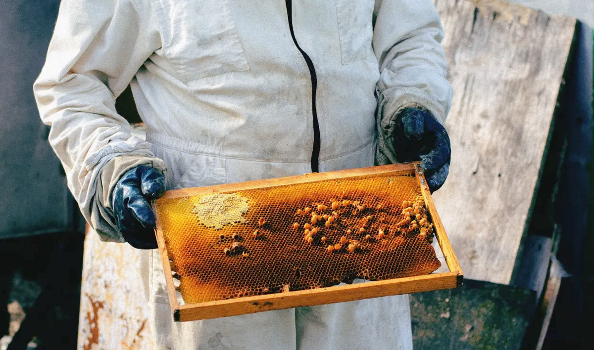 Winter Beekeeping: What to Do From October to February