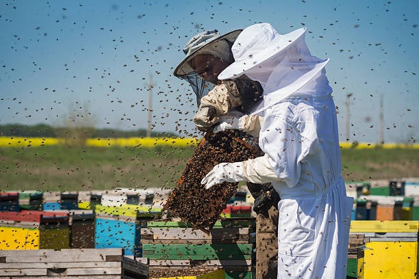 bee suit protection